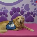 Brayden's Legacy: A Mission to Reunite Hospitalized Children with Their Beloved Pets