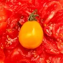 The Global Rise of the Sungold Tomato: From Japanese Rejection to Culinary Stardom