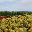 East Coast Winemakers Embrace Hybrid Grapes and Regional Identity