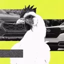 Subaru Owners' Unusual Cargo: A Deep Dive into Animal Transportation Habits