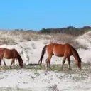 The Secluded Haven: John F. Kennedy Jr.'s Private Wedding on Cumberland Island