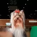 Crufts 2026: A Canine Fashion Spectacle
