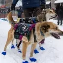 Gwich'in Musher Jody Potts-Joseph Competes in Iditarod, Honoring Ancestral Traditions
