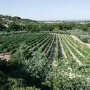 A Journey Through Sicily's Ragusa Province: Wine, Culture, and Culinary Delights