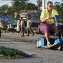 Uncovering the Fauna of Grand Theft Auto 6: A Community-Driven Zoological Exploration