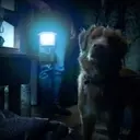 Good Boy: A Unique Canine Perspective on Horror
