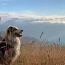 Explorer les Hautes Vallées avec votre compagnon à quatre pattes