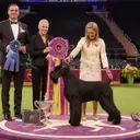 Westminster Dog Show Jumps to Netflix for 2027
