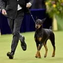 Netflix to Stream Westminster Kennel Club Dog Show
