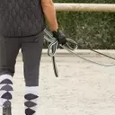 Équitation : l'équipement essentiel pour travailler un cheval à la longe