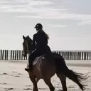 L'Art du Trotting : Un Guide Complet pour le Conditionnement du Cheval