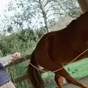 Découvrez le vocabulaire essentiel de l'équitation