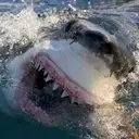 Wheelhouse Acquires Shark Week Production Powerhouse Anomaly Entertainment