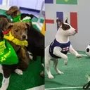 LG Channels Unveils "World Pup" Soccer Series, Championing Rescue Animals