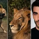 FlareFlow Premieres 'Mapogo: The Lion Throne' Vertical Documentary Series