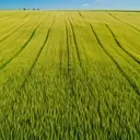 CF Industries Holdings Benefited from Geopolitical Tensions