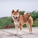 The Risky Allure of Meme Coins: Why Pepe's Journey Might Not Mirror Dogecoin's Success