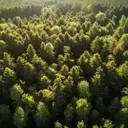 West Fraser Timber Collaborates with Kodiak AI for Autonomous Logging Trial