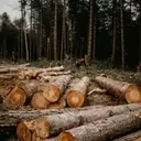 Weyerhaeuser Co (WY) Stock Performance in Q1: Exceeding Expectations