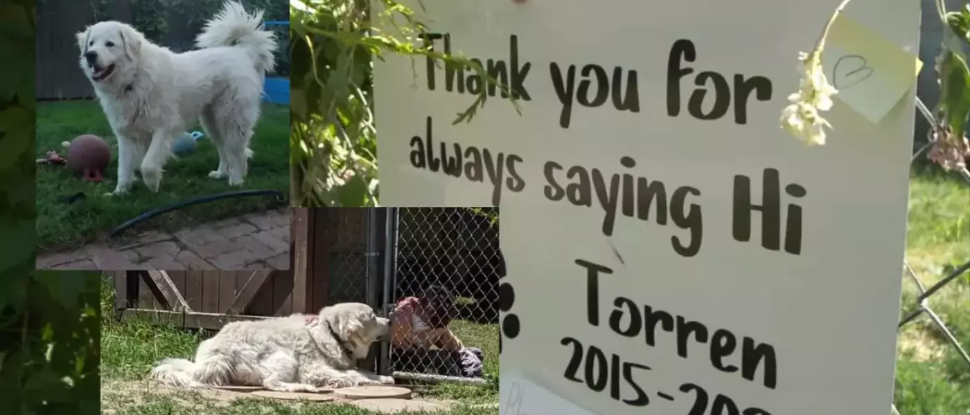 A Beloved Canine Companion: Remembering Torren