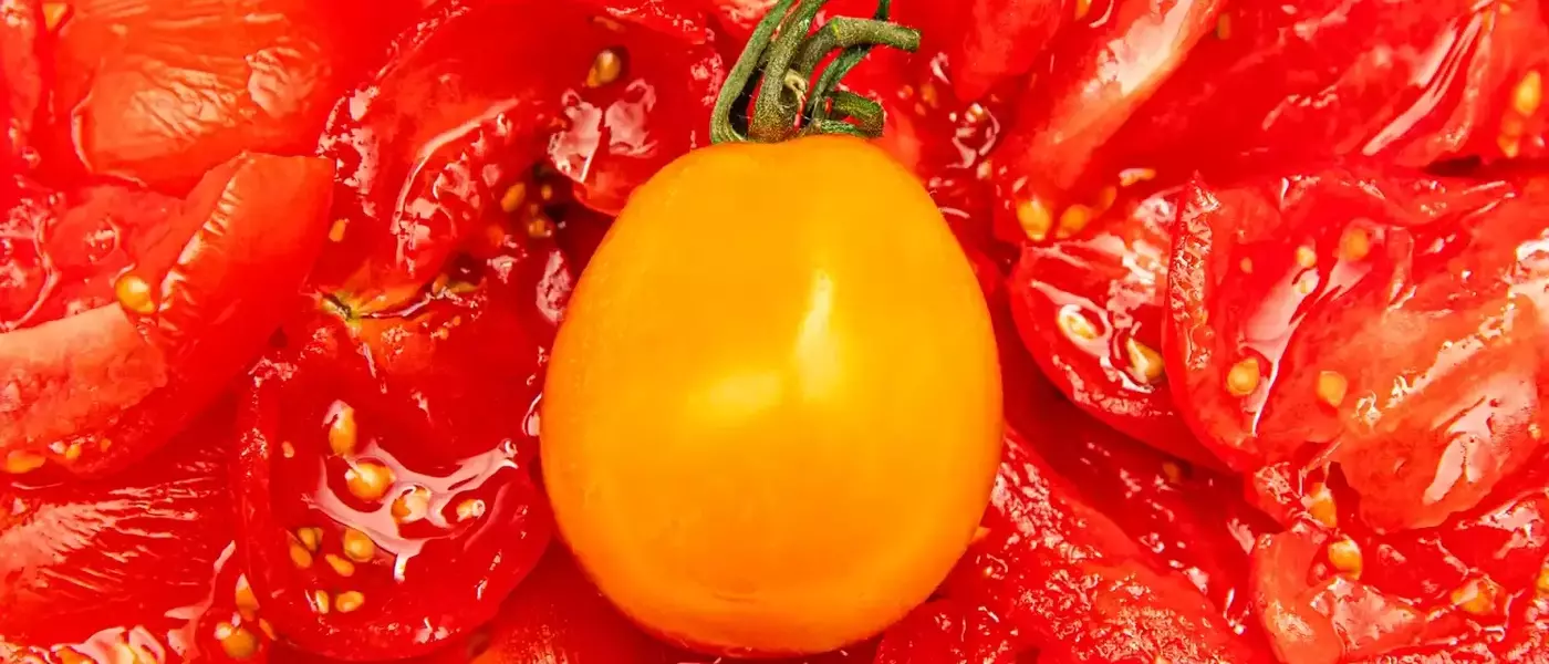 The Global Rise of the Sungold Tomato: From Japanese Rejection to Culinary Stardom