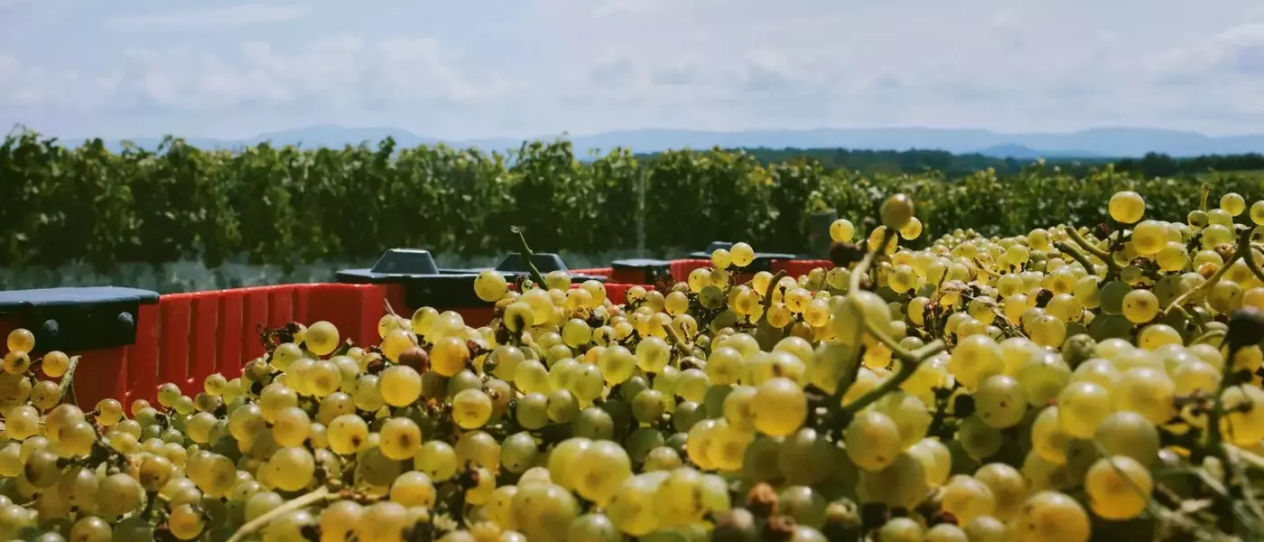 East Coast Winemakers Embrace Hybrid Grapes and Regional Identity