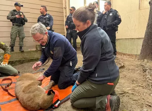 Wild Encounter: Mountain Lion Roams San Francisco Streets