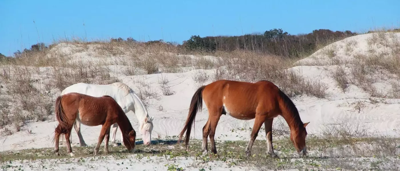 The Secluded Haven: John F. Kennedy Jr.'s Private Wedding on Cumberland Island