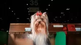 Crufts 2026: A Canine Fashion Spectacle