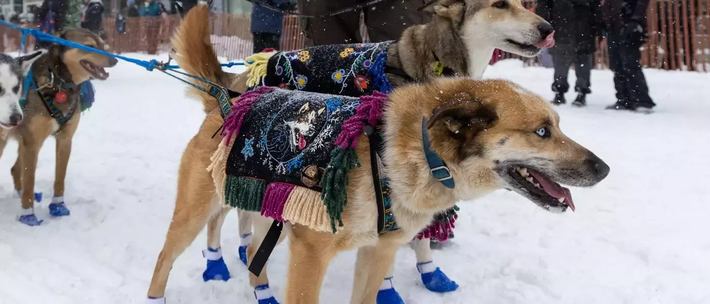 Gwich'in Musher Jody Potts-Joseph Competes in Iditarod, Honoring Ancestral Traditions
