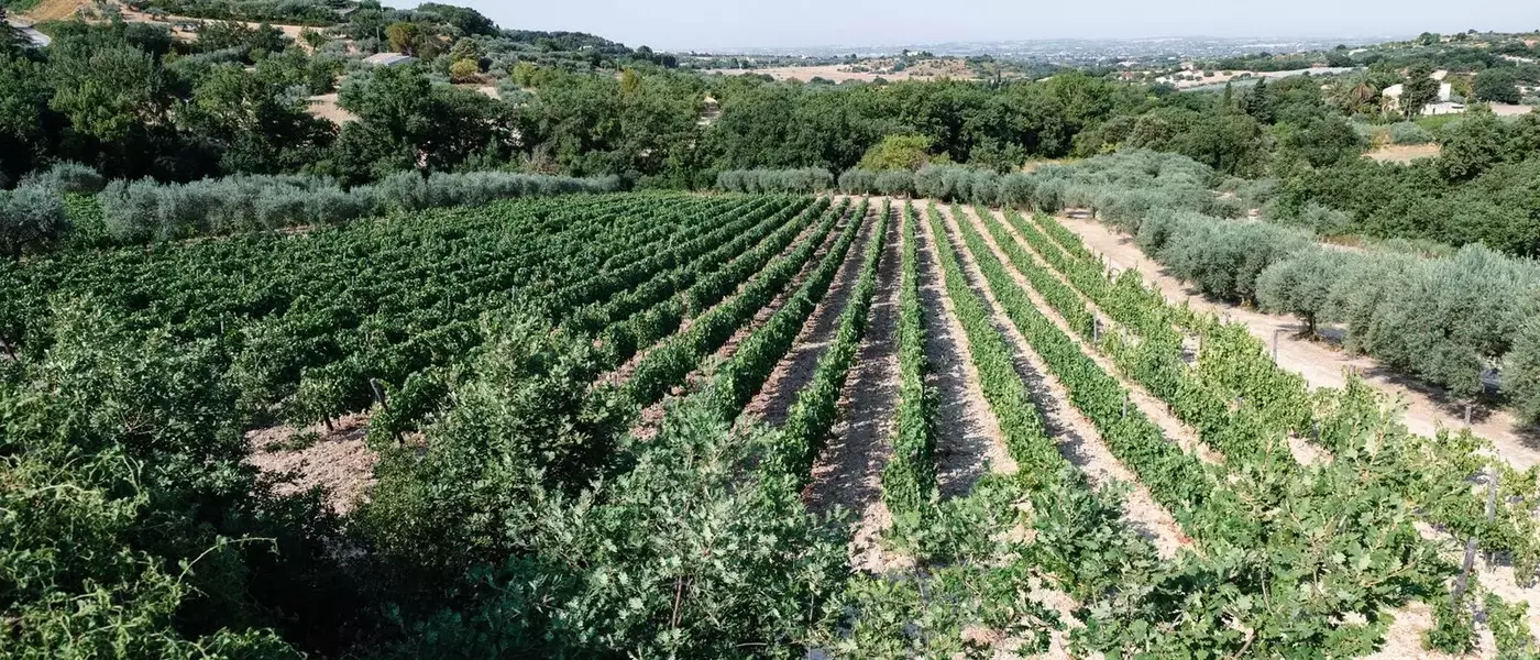 A Journey Through Sicily's Ragusa Province: Wine, Culture, and Culinary Delights