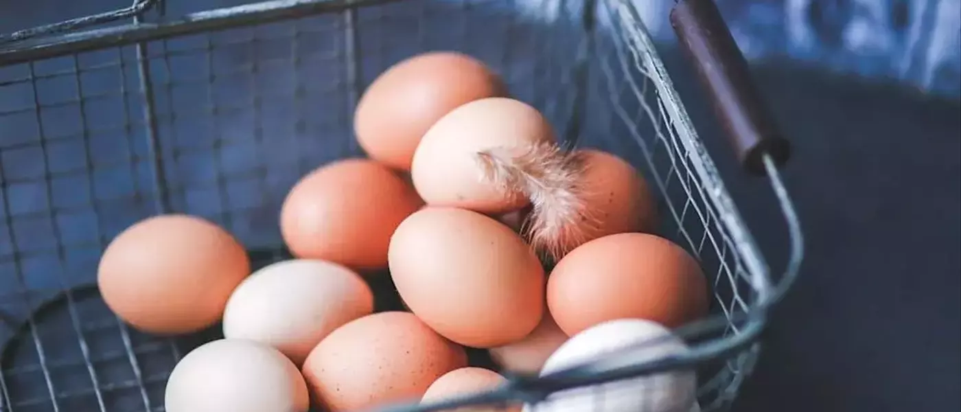 Cal-Maine Foods: A Compelling Investment in the Egg Market