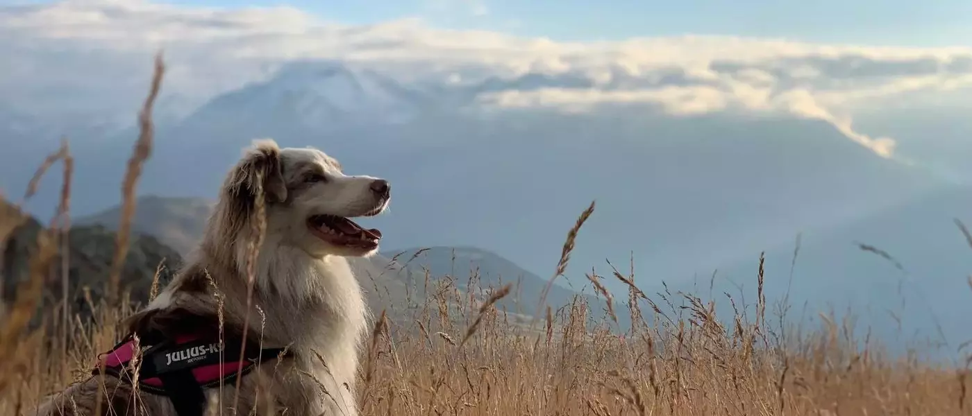 Explorer les Hautes Vallées avec votre compagnon à quatre pattes