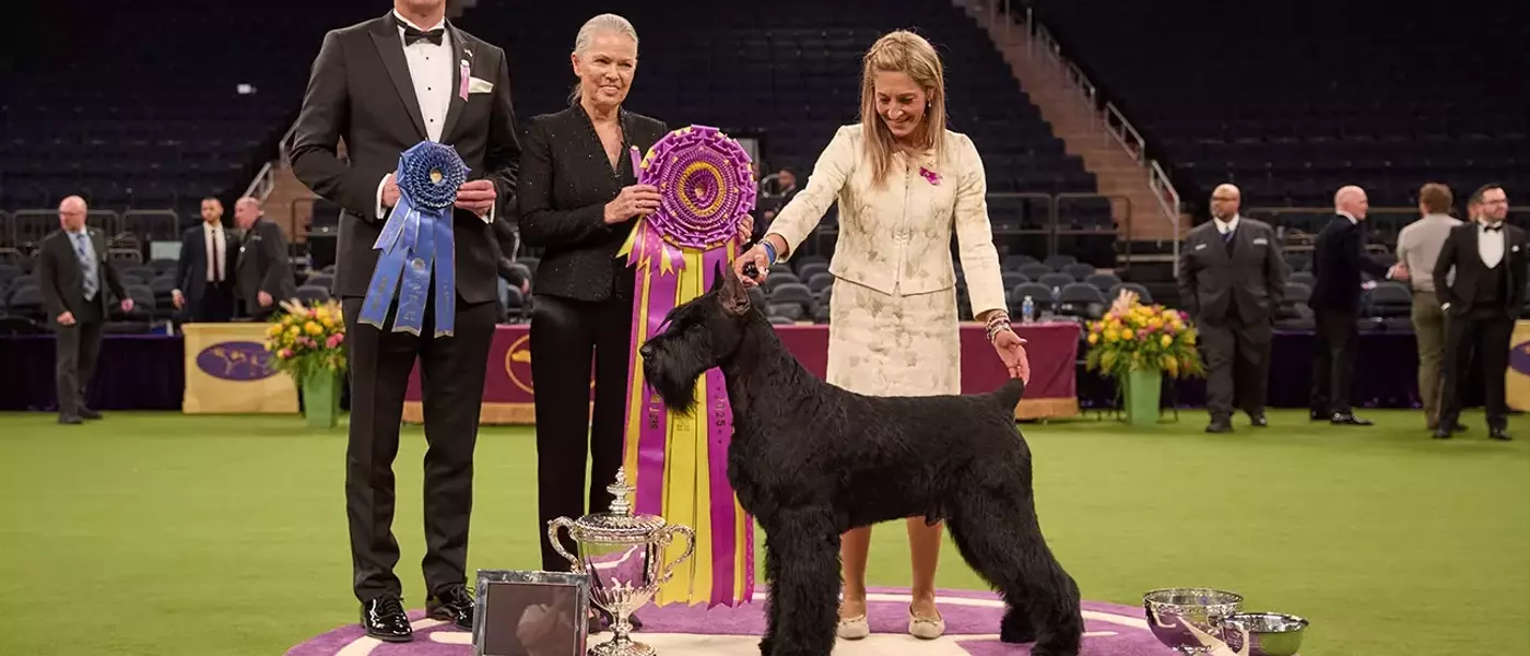 Westminster Dog Show Jumps to Netflix for 2027