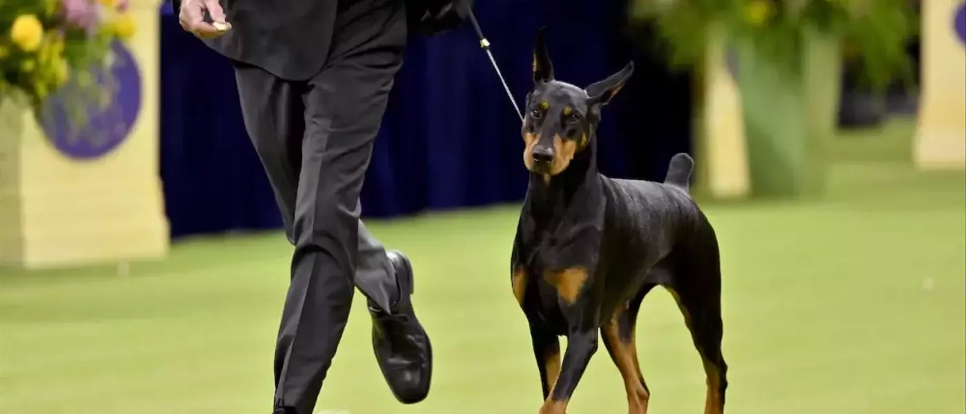 Netflix to Stream Westminster Kennel Club Dog Show