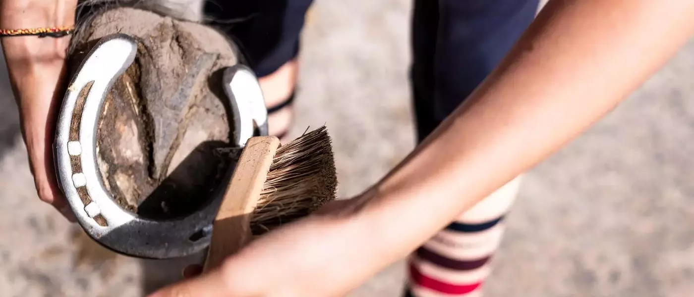 Soins équins : l'art d'un pansage parfait pour le bien-être de votre cheval