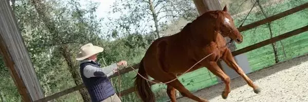 Découvrez le vocabulaire essentiel de l'équitation
