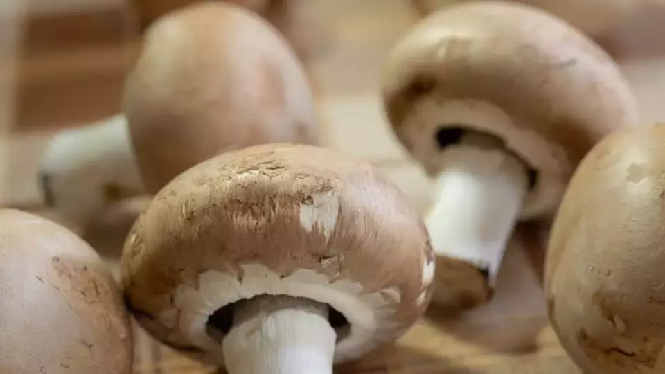 South Mill Champs Challenges US Mushroom Duty Decision