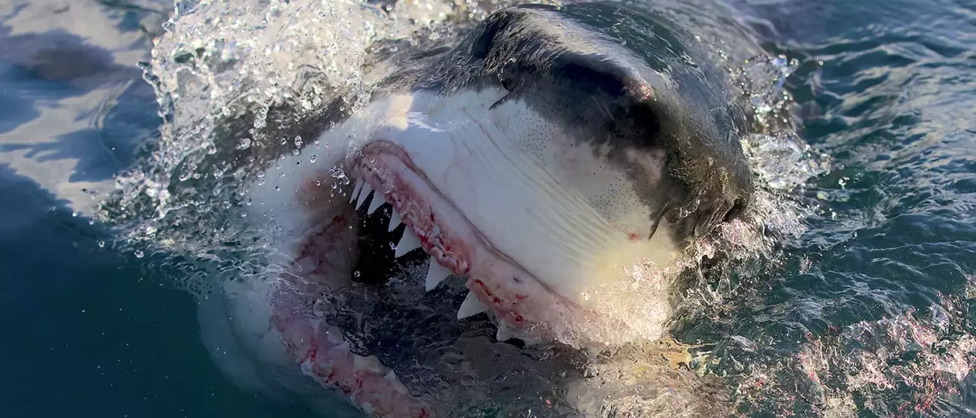Wheelhouse Acquires Shark Week Production Powerhouse Anomaly Entertainment