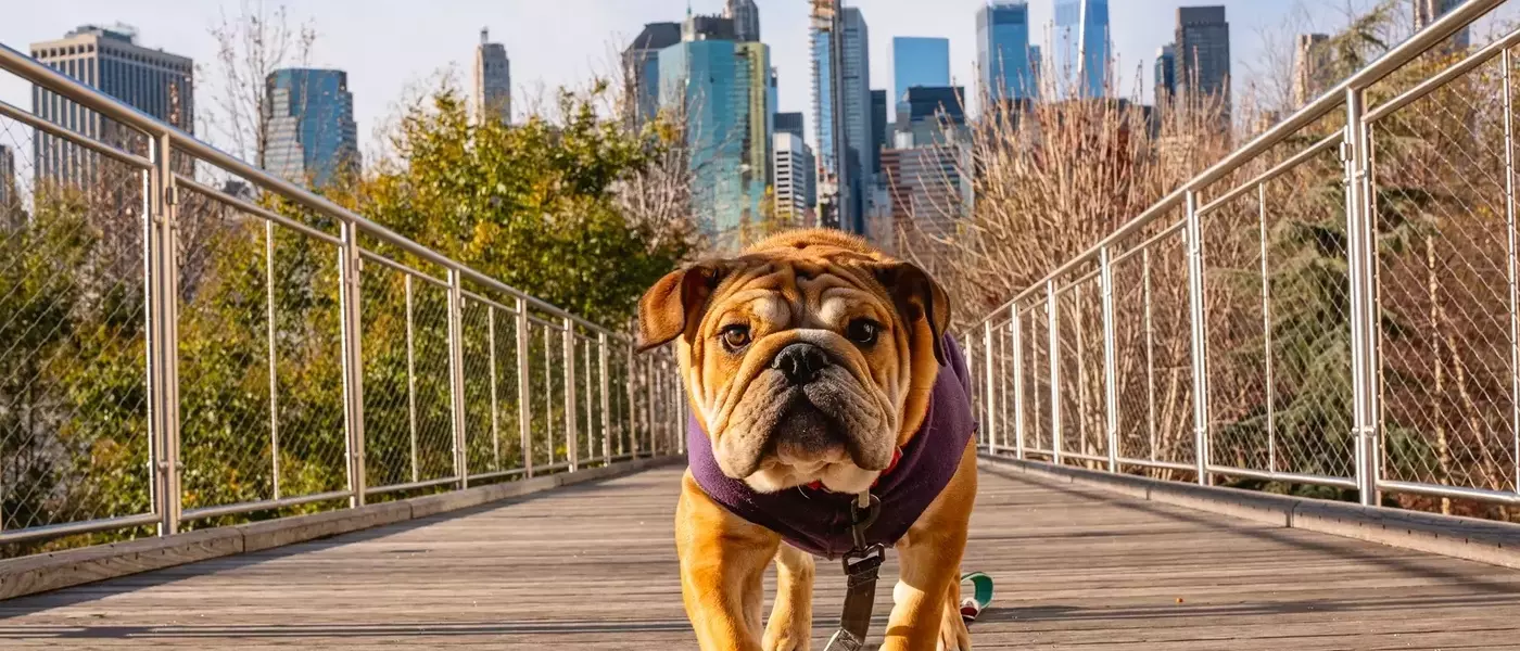 June's Top Dividend Dog: Verizon's Enduring Value