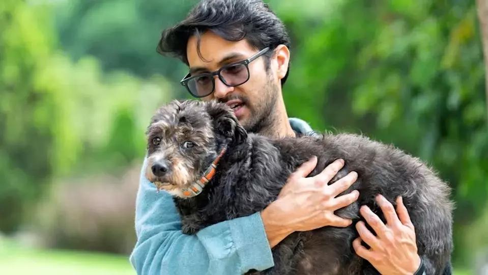 New Jersey Bill Offers Pet Owners Up to $900 in Tax Credits