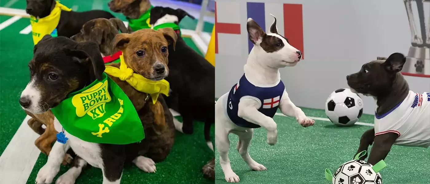 LG Channels Unveils "World Pup" Soccer Series, Championing Rescue Animals