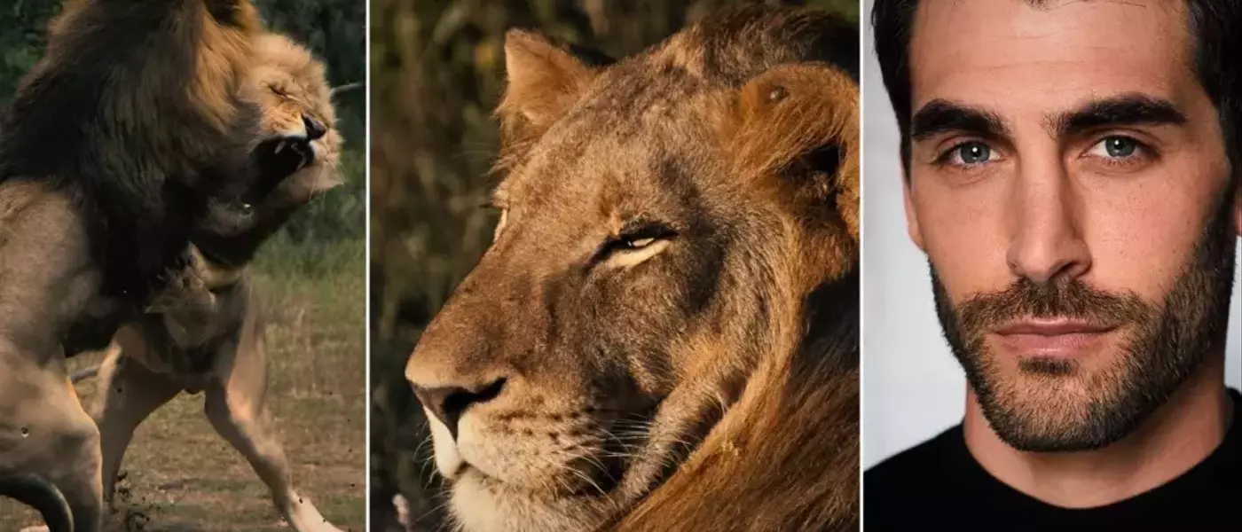 FlareFlow Premieres 'Mapogo: The Lion Throne' Vertical Documentary Series