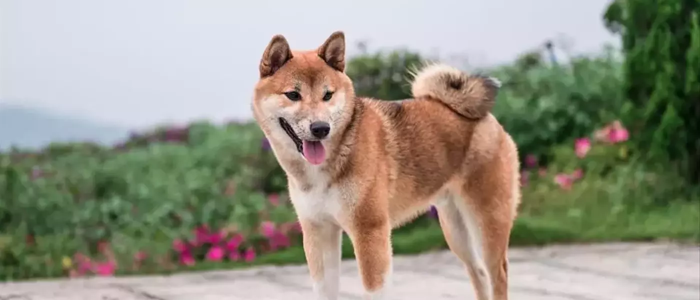 The Risky Allure of Meme Coins: Why Pepe's Journey Might Not Mirror Dogecoin's Success