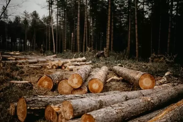 Weyerhaeuser Co (WY) Stock Performance in Q1: Exceeding Expectations