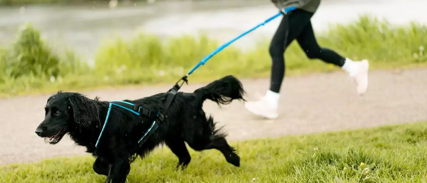 Courir avec son chien : conseils et témoignage pour une aventure réussie