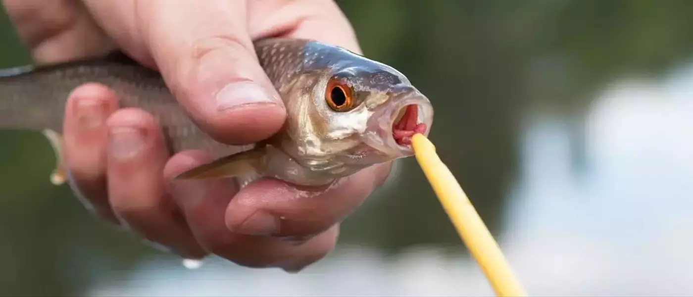 Maîtriser la Pêche : Guide Pratique du Dégorgeoir et de la Remise à l'Eau