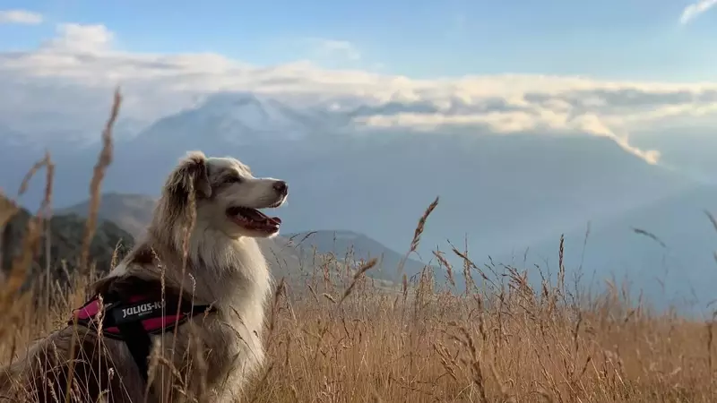 Explorer les Hautes Vallées avec votre compagnon à quatre pattes